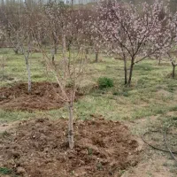 باغ در جاده تبریز