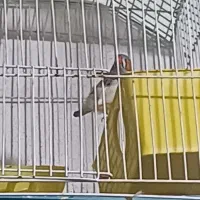 فنچ|پرنده|چهارباغ, |دیوار