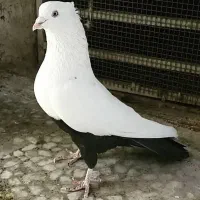 کبوتر دم قهوه ای نر