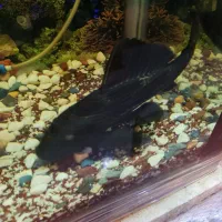 لجنجوار بزرگ|ماهی|دورود, |دیوار