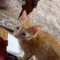 گربه dsh نارنجی رنگ|گربه|تهران, بهاران|دیوار