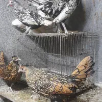 مرغ و خروس مینیاتوری