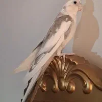 عروس هلندی ایزابلا