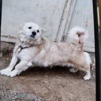 سگ پاکوتاه