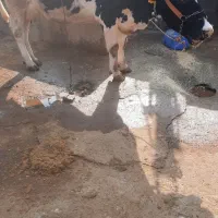 فروش گاو شیری|حیوانات مزرعه|شادگان, |دیوار