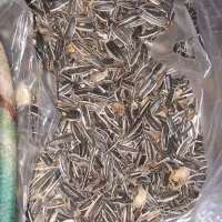 تخمه خوراک طوطی