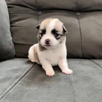 سگ...توله های سایز صفر