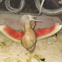 حلزون بزرگ