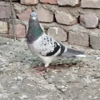 شتری|پرنده|زاهدان, |دیوار