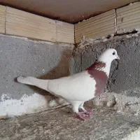 پرنده|پرنده|اردبیل, |دیوار