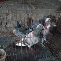 کفتر غریبه|پرنده|نیشابور, قلعه نو|دیوار