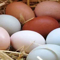 جوجه کشی۵۰۴تایی شراکتی خریدارتخم نطفه دار