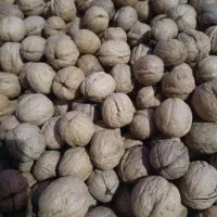 گردو پوست کاغذی بار نو امسالی|خوردنی و آشامیدنی|شیراز, شهرک دارایی|دیوار