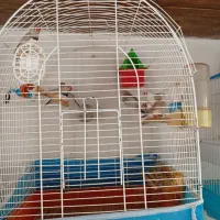 فنچ
