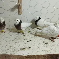 طوقی هفت رنگ
