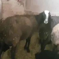 ۴ راس میش بره داره دو تاش دقلو دو تاش هم تکی