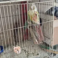 قناری|پرنده|خوی, |دیوار