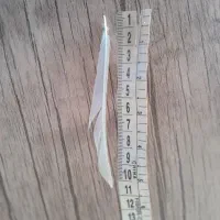 قناره طلایی ماده دم نزدیک 11سانت جهت معاوضه