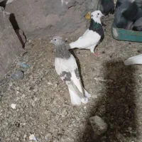 لایه دمسفید کلای