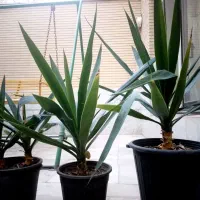 گل با قیمت مناسب|گل و گیاه طبیعی|اصفهان, خانه اصفهان|دیوار