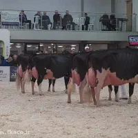 یه راس تلیسه شکم ۲ آبستن ۸ماه ابستنی