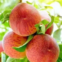 تولید و عرضه نهال هلو جوادی