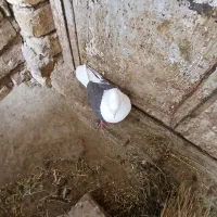 کبوتر دوکت معاوضه باجم ماده