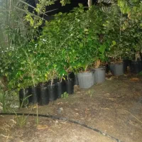 گل وگیاه|گل و گیاه طبیعی|قشم, |دیوار