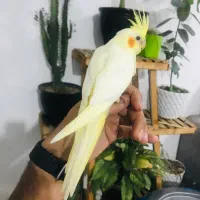 جوجه عروس هلندی لوتینو فول دستی باقفس