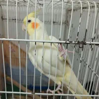 دو عدد عروس هلندی ماده اماده جفت گیری