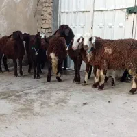 بره پلنگی  و افشار کله سفید|حیوانات مزرعه|بروجرد, |دیوار