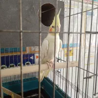 عروس هلندی درجه 1 کارداده ماده