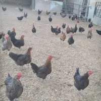 مرغ رسمی