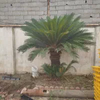 کارگر ایرانی گلخانه