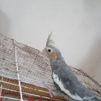 دوعرس هلندی کل باقالی و نقرهای مغلوب|پرنده|مشهد, مهدی آباد (بلوار توس)|دیوار