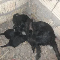 سگ پاکوتاه مشکی