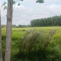 فروش زمین مسکونی درگرفم|فروش زمین و ملک کلنگی|رشت, اسماعیل آباد|دیوار