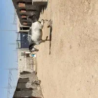 پانسیون ونگهداری اسب اتوبان فرودگاه شاهزاده حسن