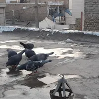 کفتر پرشی  سالم همه نر دانه ۲۶۰ تخفیف هم داره|حراج|مشهد, شهرک شهید باهنر|دیوار