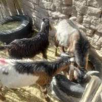 سه تا گیسه مایه دو قلو زا و یک بز و چهار تا چپش|حیوانات مزرعه|کهنوج, |دیوار