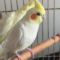 عروس هلندی .گرینچ.طوطی.کاسکو.کوتوله