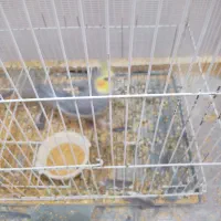 عروس هلندی|پرنده|شوشتر, |دیوار