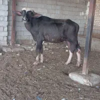 گاومیش فحل در حمیدیه