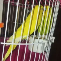 جفت جوجه مرغ عشق|پرنده|زاهدان, |دیوار