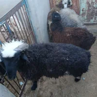 بره نر و ماده سبک|حیوانات مزرعه|یزد, |دیوار