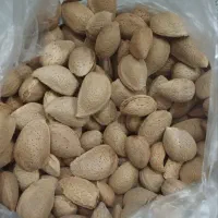 خشکباری بادام مویز‌وهمه‌چیز...