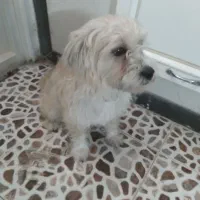 سگ فروشی|سگ|یزد, |دیوار