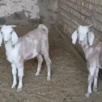 بزغاله نر|حیوانات مزرعه|کاشمر, |دیوار