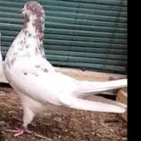 .کبوتر|فروش خانه و ویلا|مسجد سلیمان, |دیوار