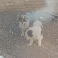 فروش توله قدرجانی